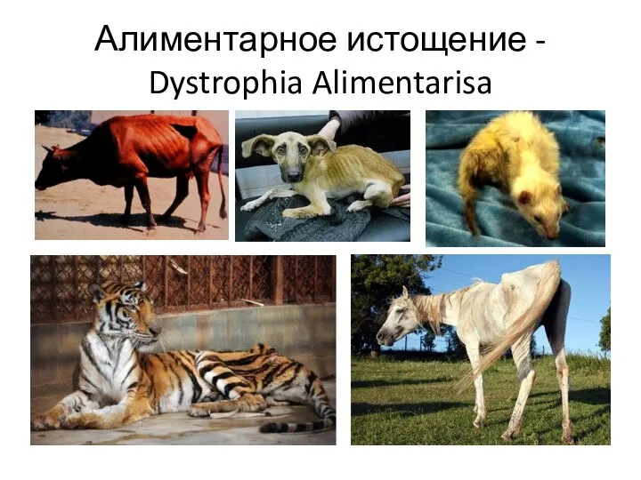 Алиментарное истощение - Dystrophia Alimentarisa