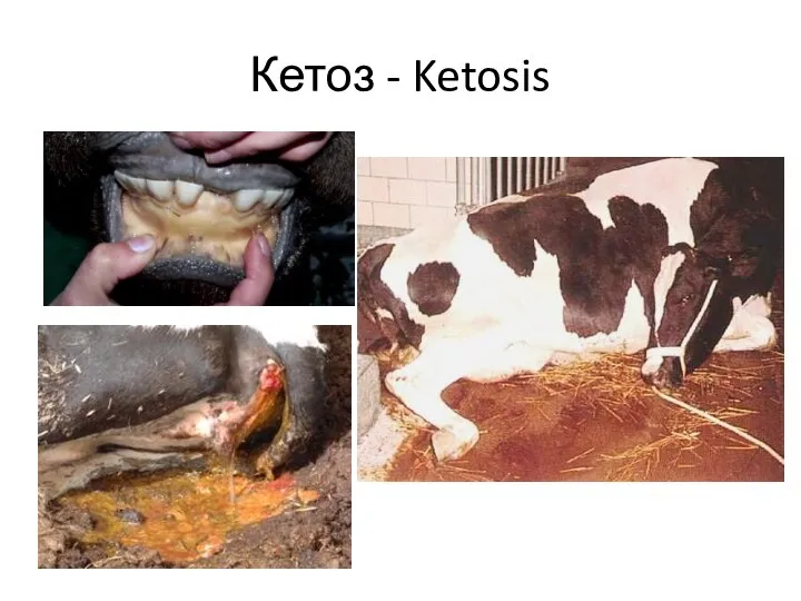 Кетоз - Ketosis