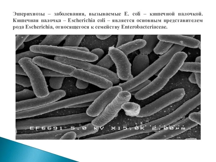Эшерихиозы – заболевания, вызываемые E. coli – кишечной палочкой. Кишечная палочка –