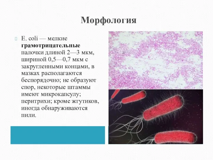 Морфология Е. coli — мелкие грамотрицательные палочки длиной 2—3 мкм, шириной 0,5—0,7