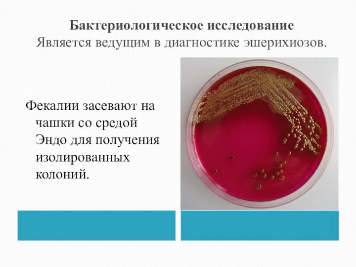 Бактериологическое исследование Является ведущим в диагностике эшерихиозов. Фекалии засевают на чашки со