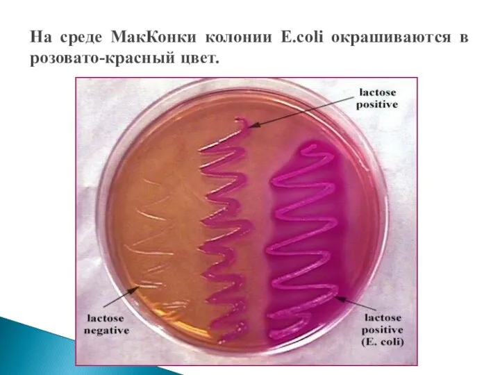 На среде МакКонки колонии E.coli окрашиваются в розовато-красный цвет.