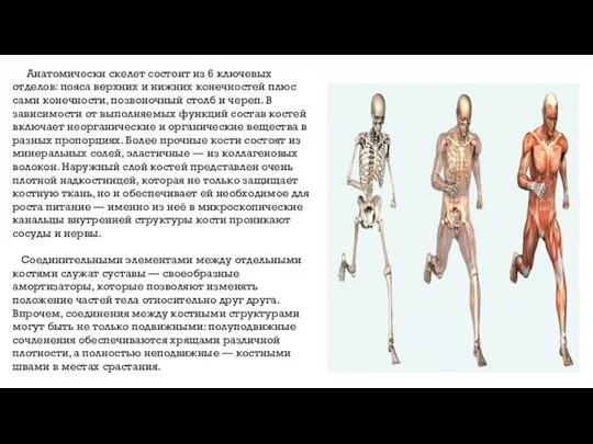 Анатомически скелет состоит из 6 ключевых отделов: пояса верхних и нижних конечностей