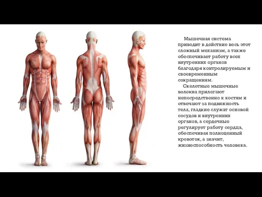 Мышечная система приводит в действие весь этот сложный механизм, а также обеспечивает