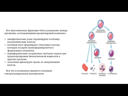 Все выполняемые функции чётко разделены между органами, составляющими кроветворный комплекс: лимфатические узлы