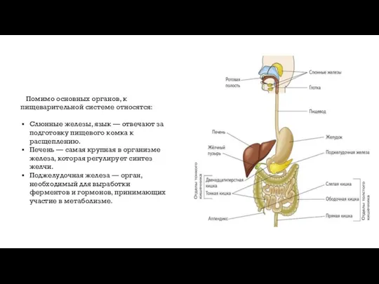 Помимо основных органов, к пищеварительной системе относятся: Слюнные железы, язык — отвечают