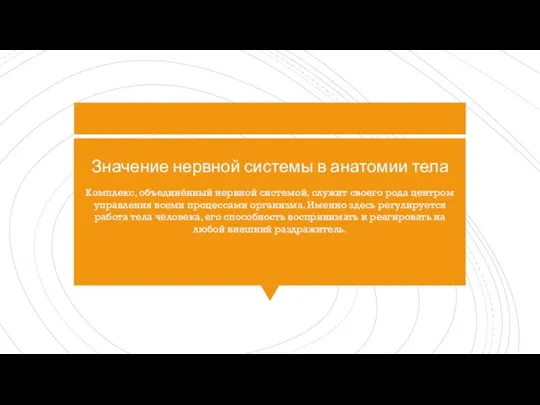 Значение нервной системы в анатомии тела Комплекс, объединённый нервной системой, служит своего