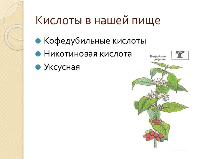 Кислоты в нашей пище Кофедубильные кислоты Никотиновая кислота Уксусная