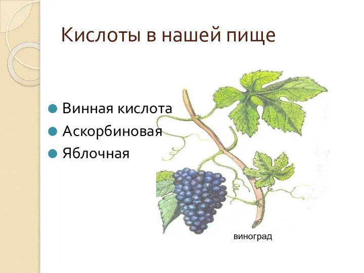 Кислоты в нашей пище Винная кислота Аскорбиновая Яблочная виноград
