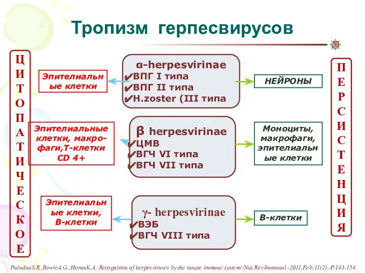 Тропизм герпесвирусов α-herpesvirinae ВПГ I типа ВПГ II типа H.zoster (III типа