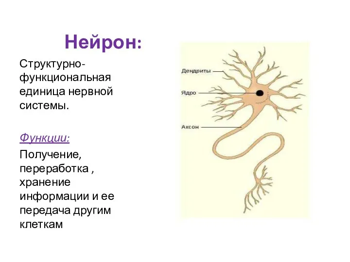 Нейрон: Структурно-функциональная единица нервной системы. Функции: Получение, переработка , хранение информации и ее передача другим клеткам