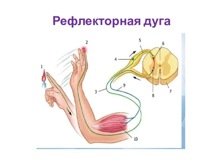 Рефлекторная дуга