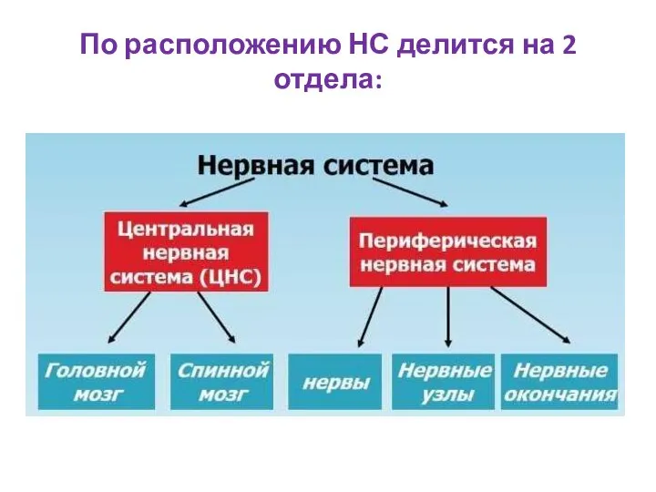 По расположению НС делится на 2 отдела: