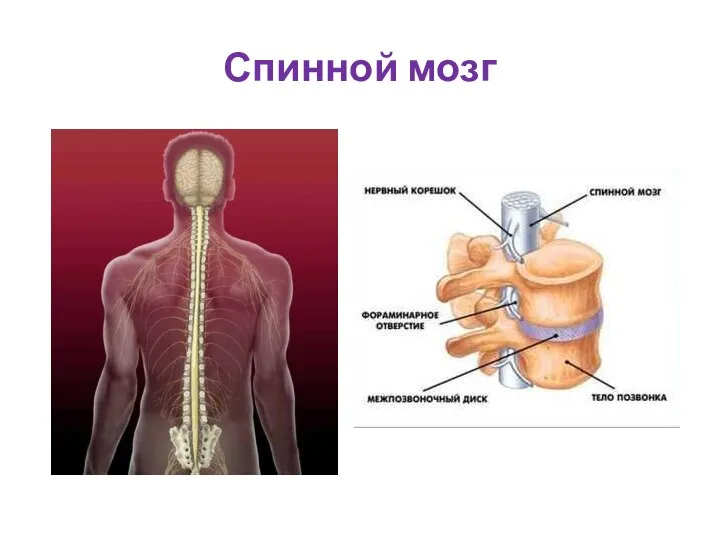 Спинной мозг