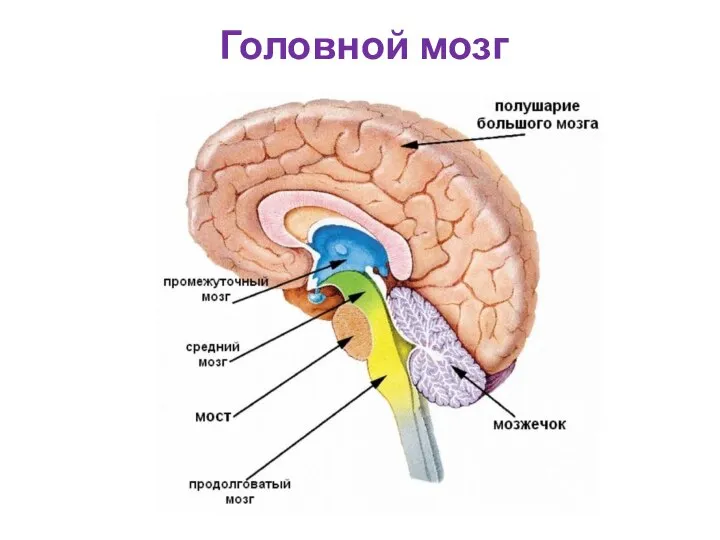 Головной мозг