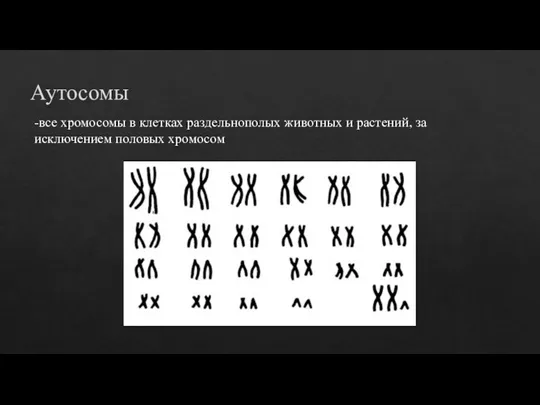 Аутосомы -все хромосомы в клетках раздельнополых животных и растений, за исключением половых хромосом
