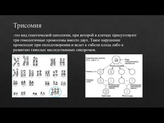 Трисомия -это вид генетической патологии, при которой в клетках присутствуют три гомологичные