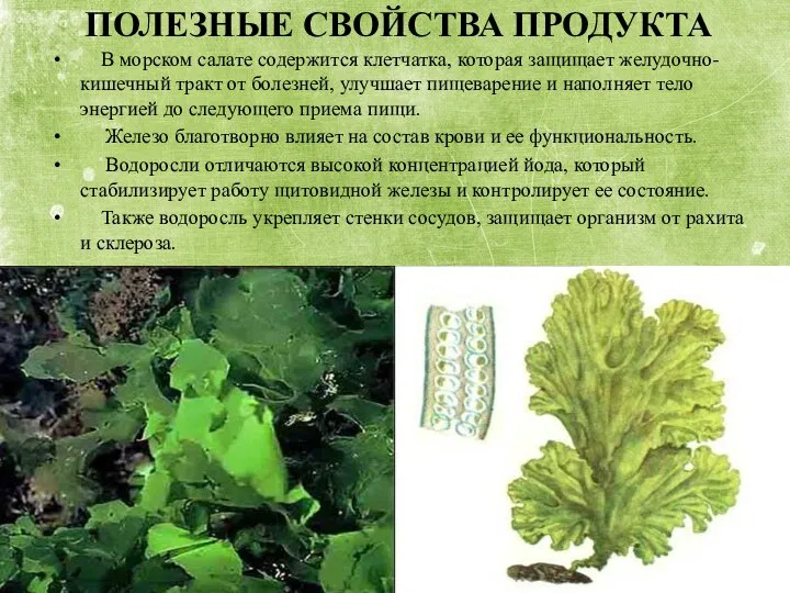 ПОЛЕЗНЫЕ СВОЙСТВА ПРОДУКТА В морском салате содержится клетчатка, которая защищает желудочно-кишечный тракт