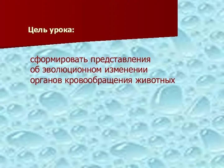 сформировать представления об эволюционном изменении органов кровообращения животных Цель урока: