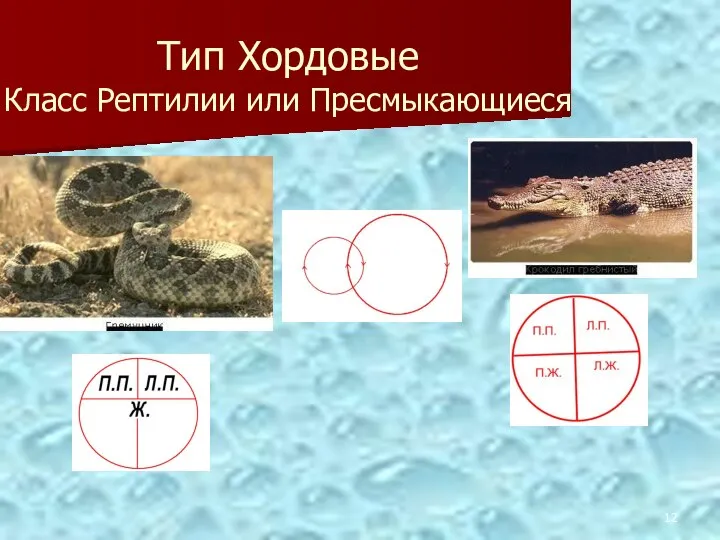 Тип Хордовые Класс Рептилии или Пресмыкающиеся