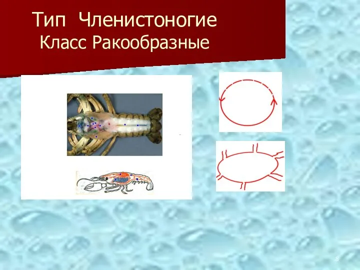 Тип Членистоногие Класс Ракообразные