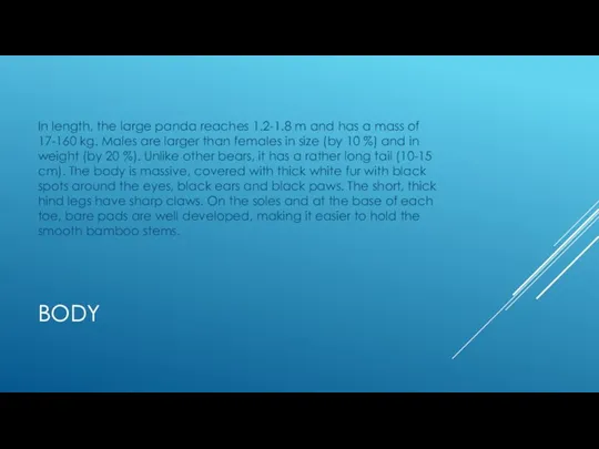 BODY In length, the large panda reaches 1.2-1.8 m and has a