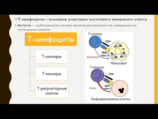 Т-лимфоциты – основные участники клеточного иммунного ответа Антиген — любое вещество, которое