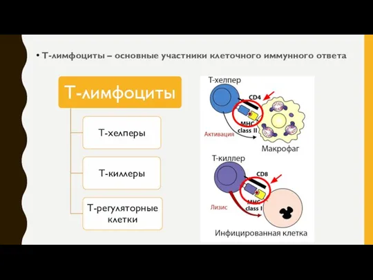 Т-лимфоциты – основные участники клеточного иммунного ответа