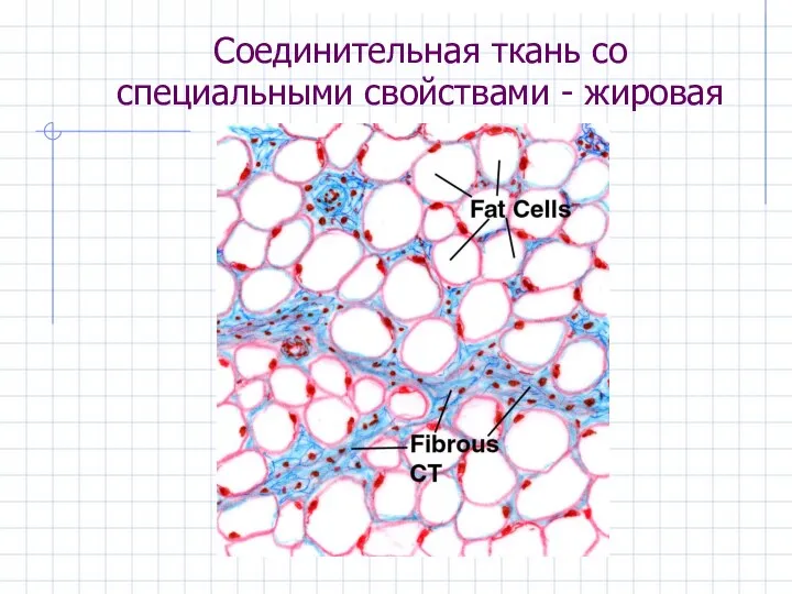 Соединительная ткань со специальными свойствами - жировая