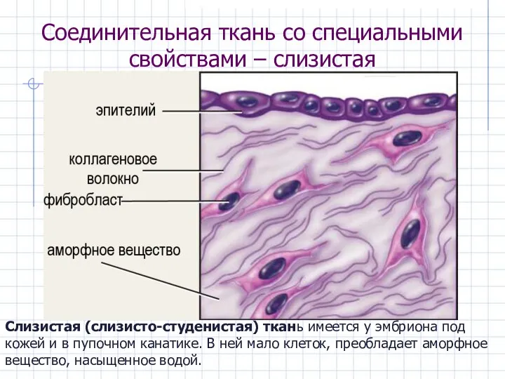 Соединительная ткань со специальными свойствами – слизистая Слизистая (слизисто-студенистая) ткань имеется у