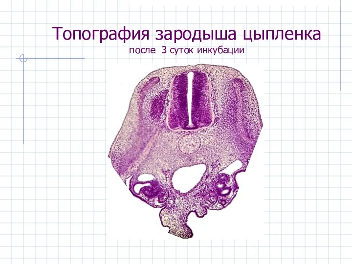 Топография зародыша цыпленка после 3 суток инкубации