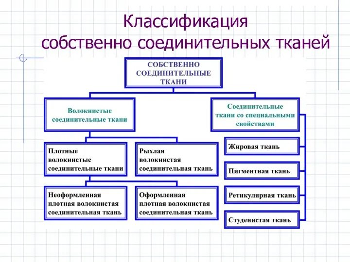 Классификация собственно соединительных тканей