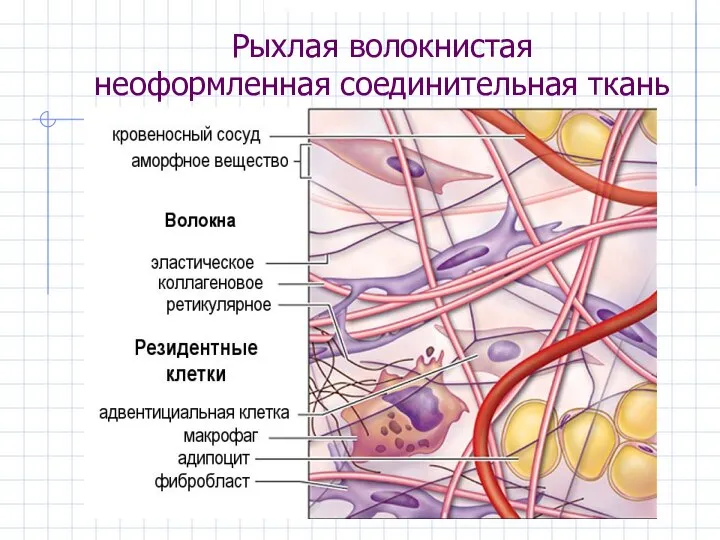 Рыхлая волокнистая неоформленная соединительная ткань