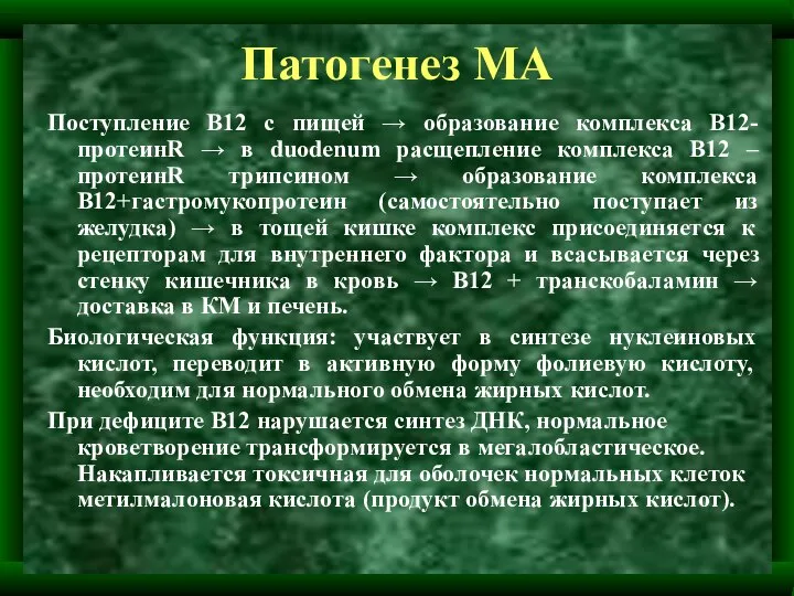 Патогенез МА Поступление В12 с пищей → образование комплекса В12-протеинR → в