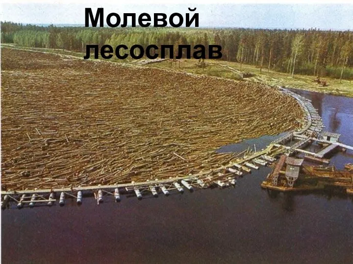 Молевой лесосплав