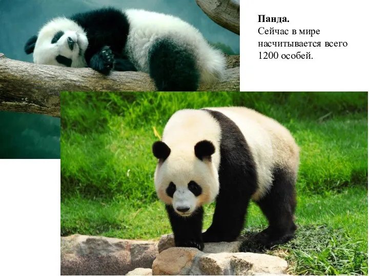 Панда. Сейчас в мире насчитывается всего 1200 особей.