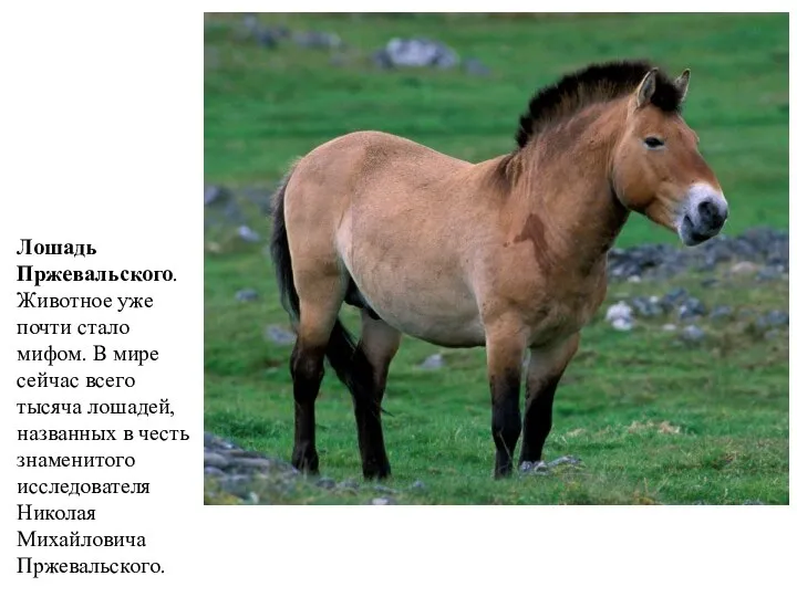 Лошадь Пржевальского. Животное уже почти стало мифом. В мире сейчас всего тысяча