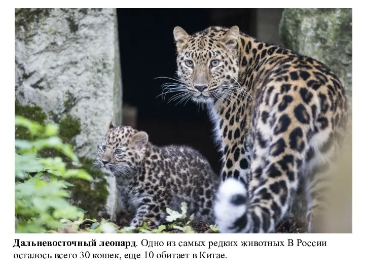 Дальневосточный леопард. Одно из самых редких животных В России осталось всего 30