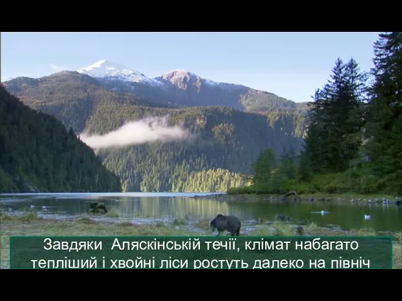 Завдяки Аляскінській течії, клімат набагато тепліший і хвойні ліси ростуть далеко на північ