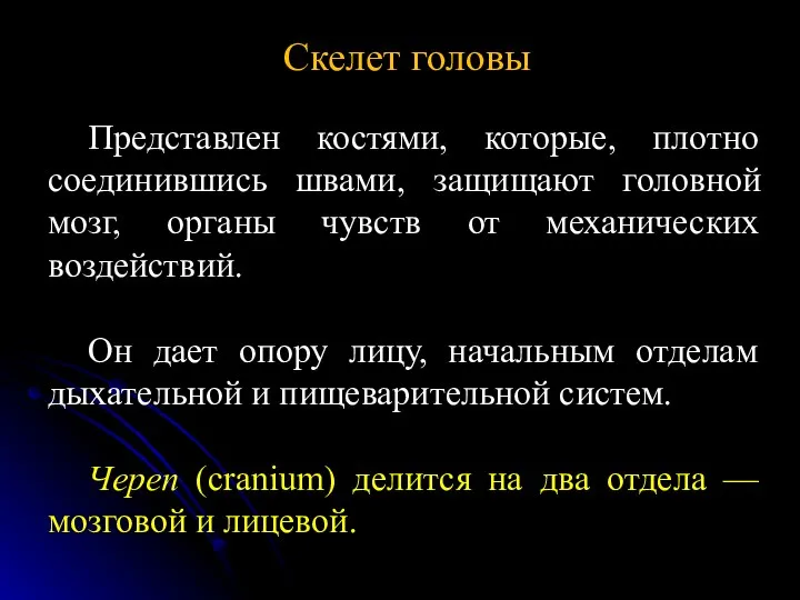 Скелет головы Представлен костями, которые, плотно соединившись швами, защищают головной мозг, органы