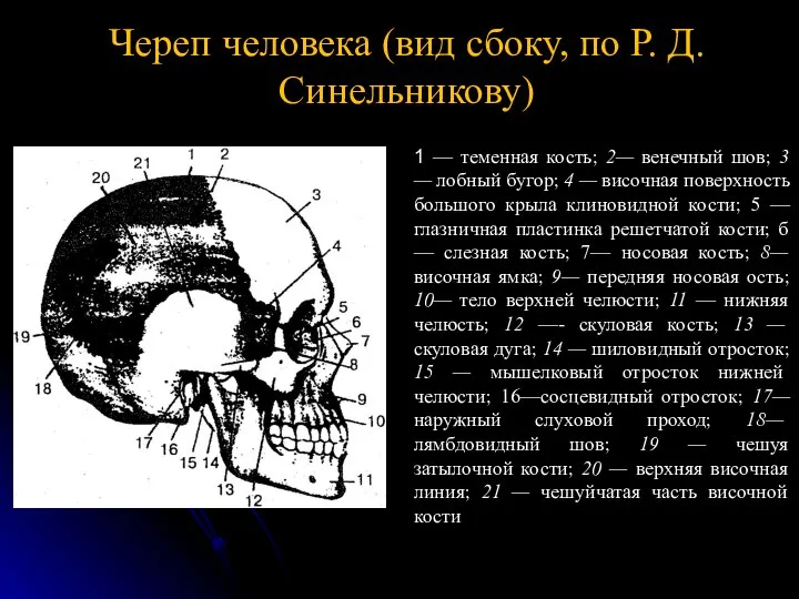 Череп человека (вид сбоку, по Р. Д. Синельникову) 1 — теменная кость;