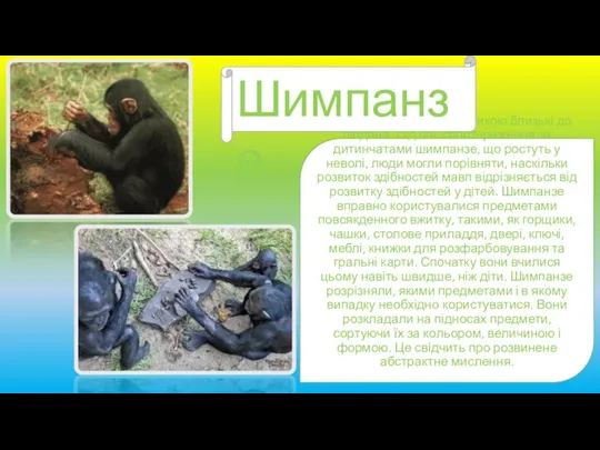 Шимпанзе за своєю генетикою близькі до людини. Під час спостереження за дитинчатами