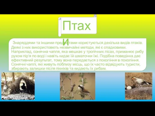 Знаряддями та іншими предметами користуються декілька видів птахів. Деякі з них використовють