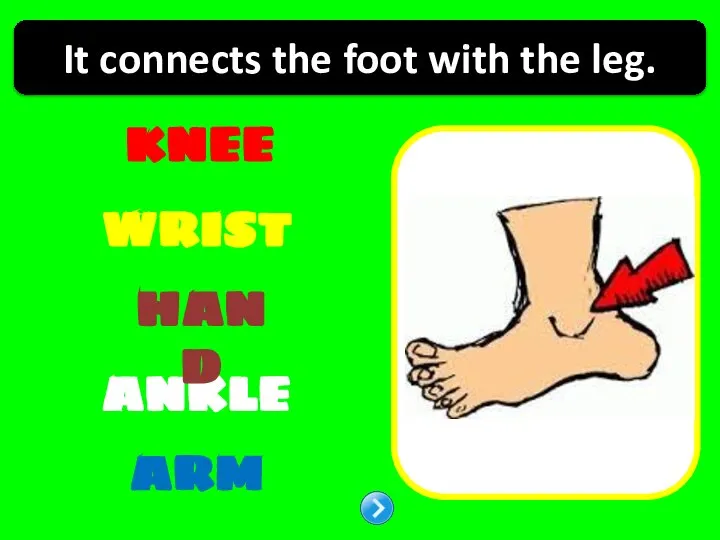 KNEE WRIST ANKLE HAND ARM It connects the foot with the leg.