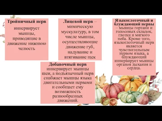 Тройничный нерв иннервирует мышцы, приводящие в движение нижнюю челюсть Лицевой нерв –