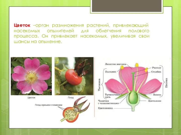 Цветок –орган размножения растений, привлекающий насекомых опылителей для облегчения полового процесса. Он