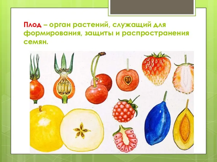 Плод – орган растений, служащий для формирования, защиты и распространения семян.