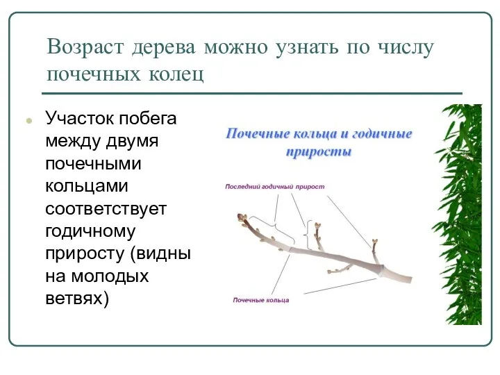 Возраст дерева можно узнать по числу почечных колец Участок побега между двумя