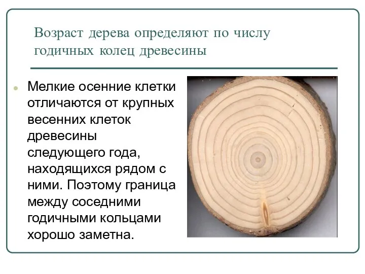 Возраст дерева определяют по числу годичных колец древесины Мелкие осенние клетки отличаются