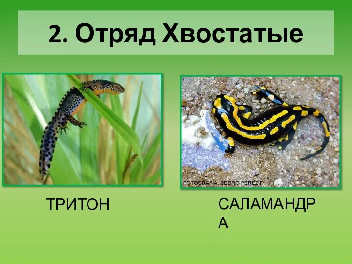 2. Отряд Хвостатые ТРИТОН САЛАМАНДРА